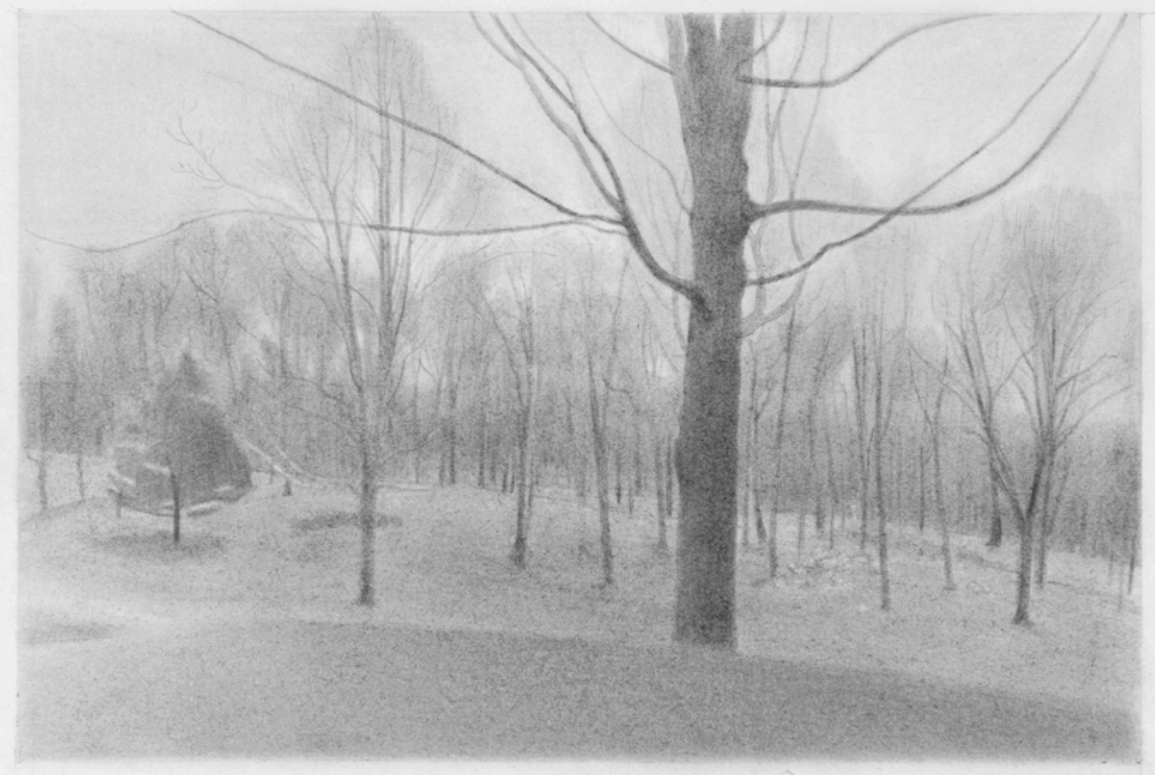 Ron Milewicz, Maple and Cedar, 2017, pencil on paper, 12 x 18 inches