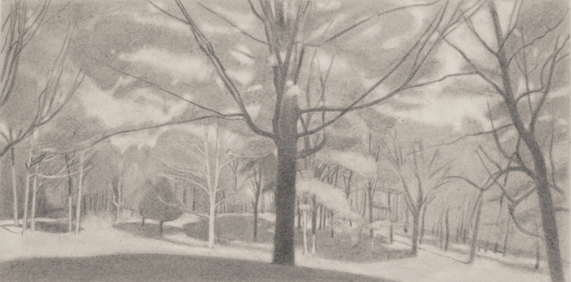 Ron Milewicz, Sugar Maple 2, 2017, pencil on paper, 9 x 18 inches