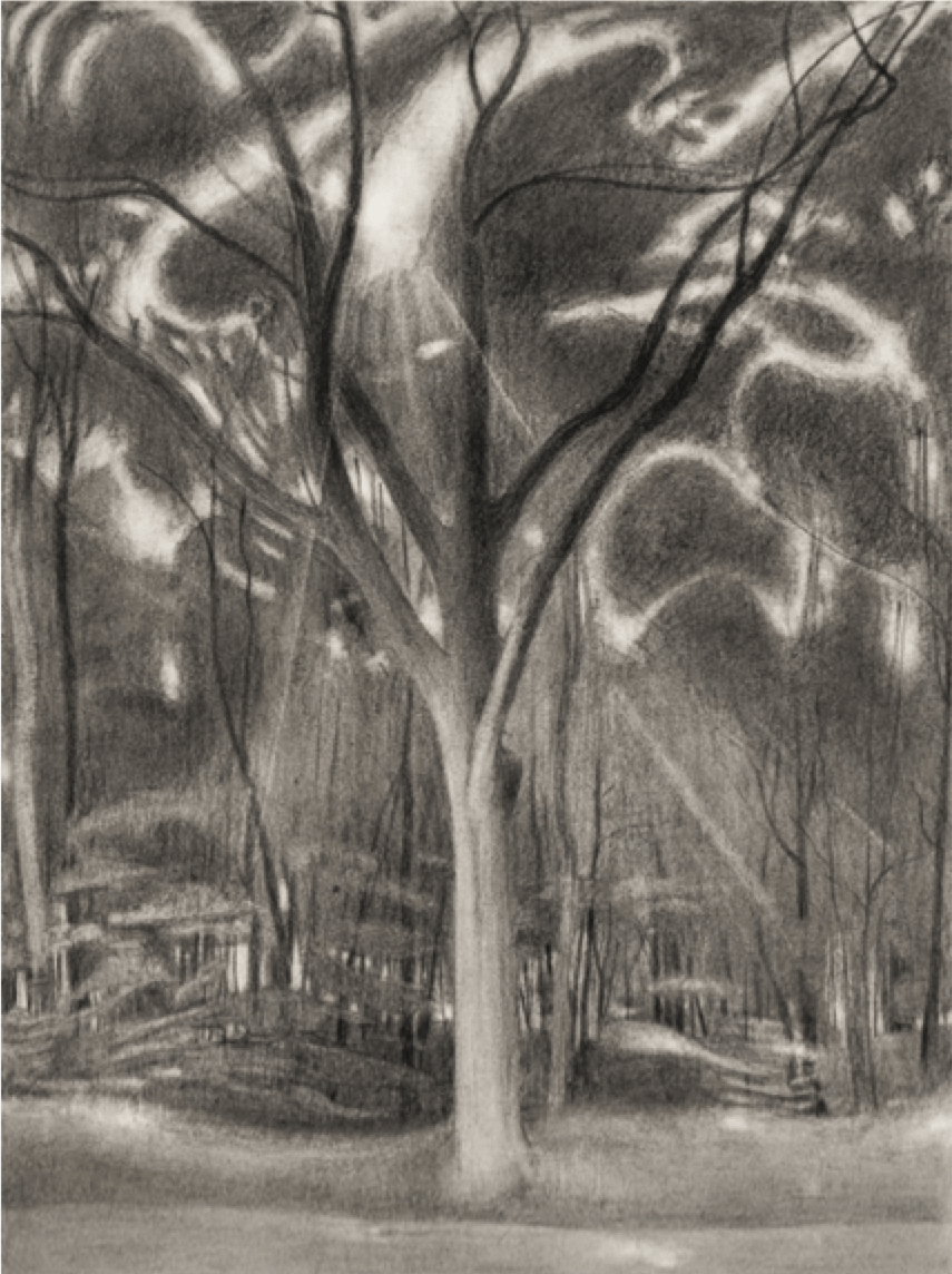 Ron Milewicz, Sun and Oak, 2018, pencil on paper, 18 x 24 inches