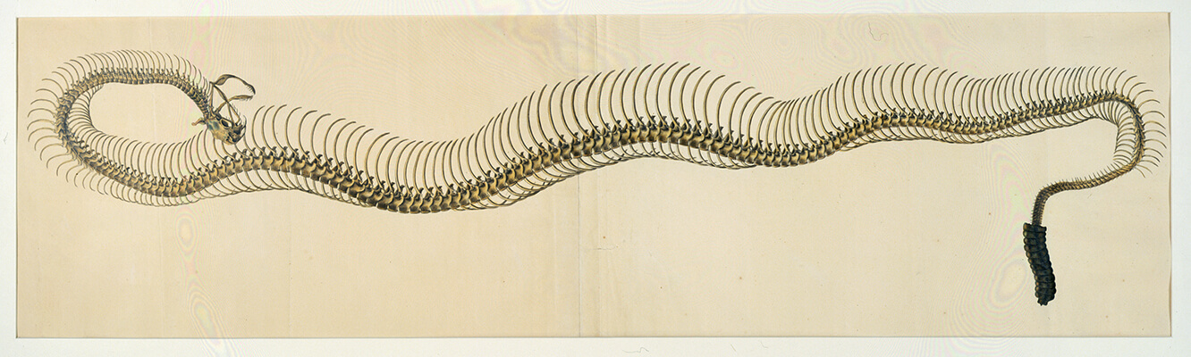 Rattlesnake Skeleton, attributed to Benjamin Henry Latrobe, c. 1804 (American Ph