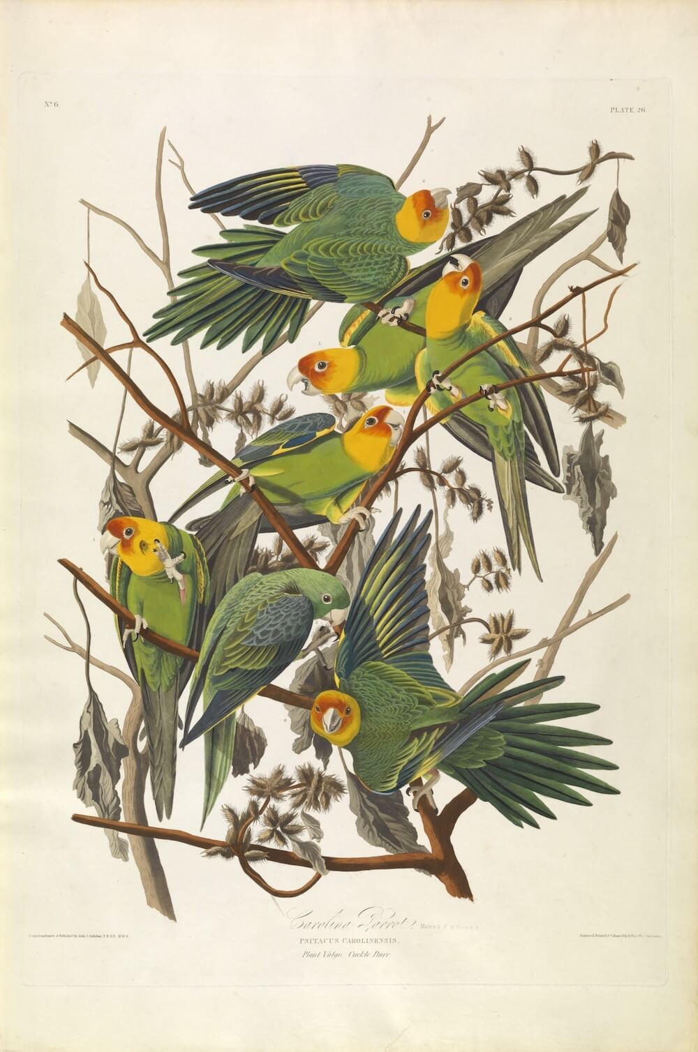John James Audubon, Carolina Parrot, from The Birds of America, c. 1828 (Virgini