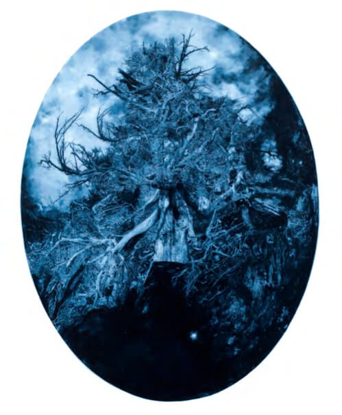 Rachael Pease, Rapture, UV-direct imaging monoprint on frosted mylar, 19 x 14 inches (courtesy of the artist)